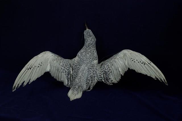 紅尾熱帶鳥藏品圖，第11張