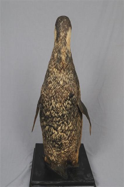 Emperor Penguin Collection Image, Figure 10, Total 11 Figures