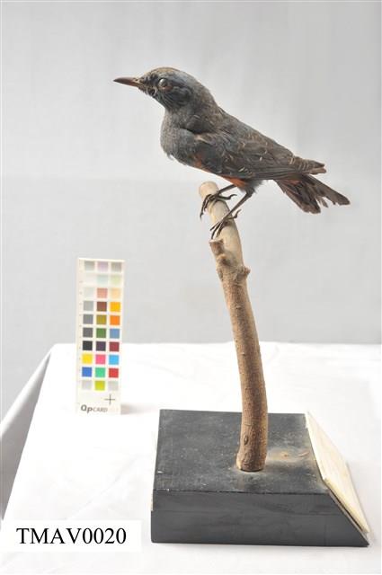 Blue Rock Thrush Collection Image, Figure 5, Total 16 Figures