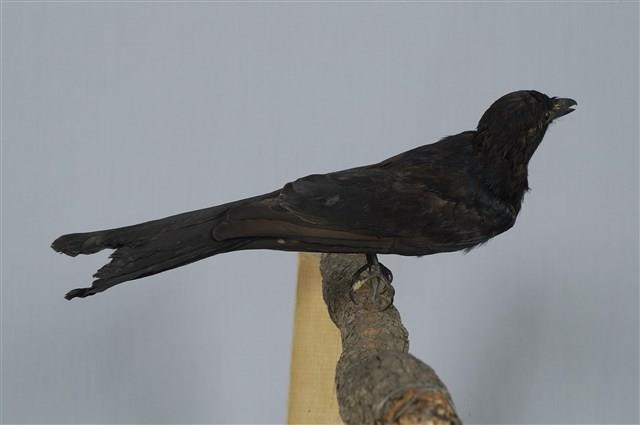 Black Drongo Collection Image, Figure 11, Total 13 Figures