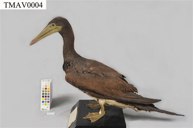 Brown Booby Collection Image, Figure 5, Total 11 Figures