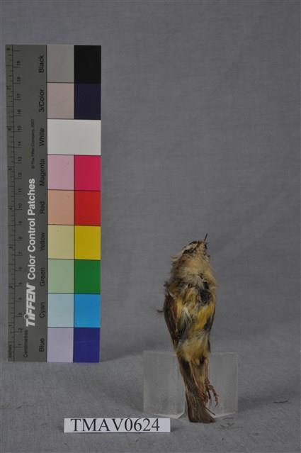 火冠戴菊鳥藏品圖，第13張