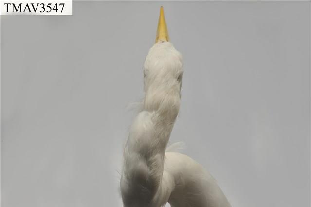 中白鷺藏品圖，第9張