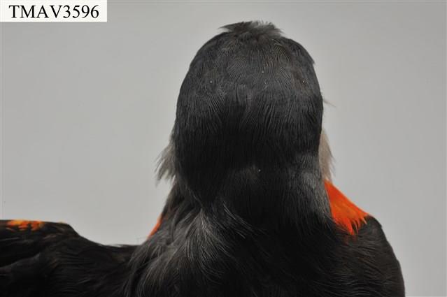 灰喉山椒鳥藏品圖，第9張