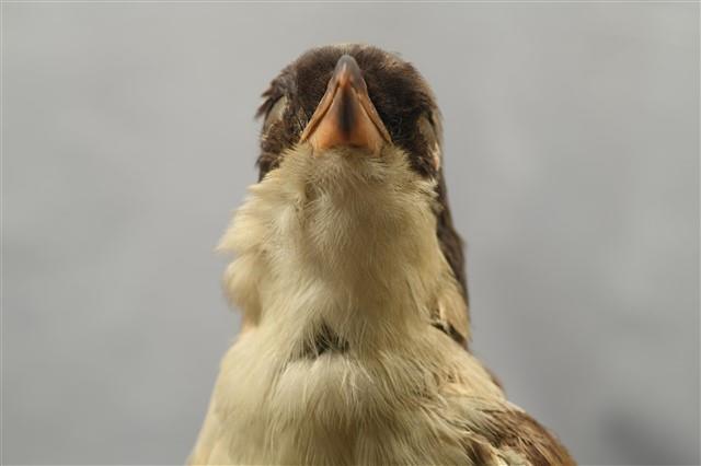 Rufous-backed Shrike Collection Image, Figure 10, Total 14 Figures