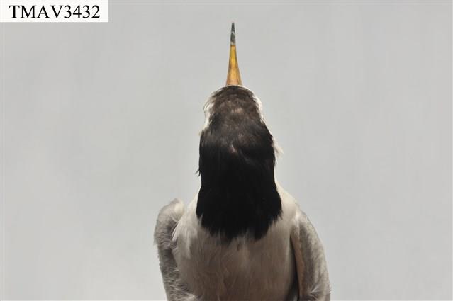 小燕鷗藏品圖，第9張