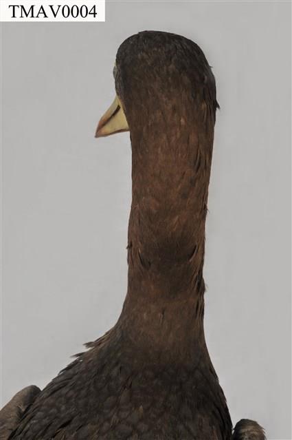 白腹鰹鳥藏品圖，第10張