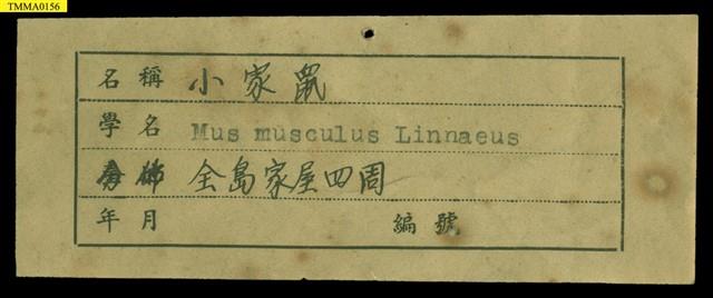 家鼷鼠藏品圖，第14張