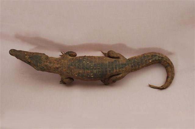 Spectacled caiman Collection Image, Figure 13, Total 15 Figures