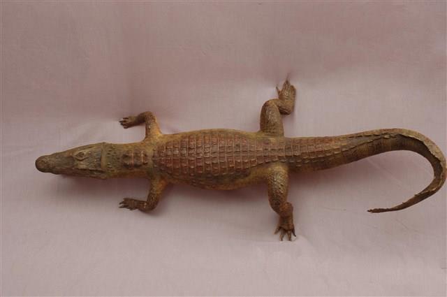 Spectacled caiman Collection Image, Figure 13, Total 15 Figures
