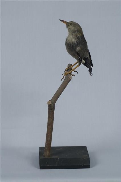 絲光椋鳥藏品圖，第11張