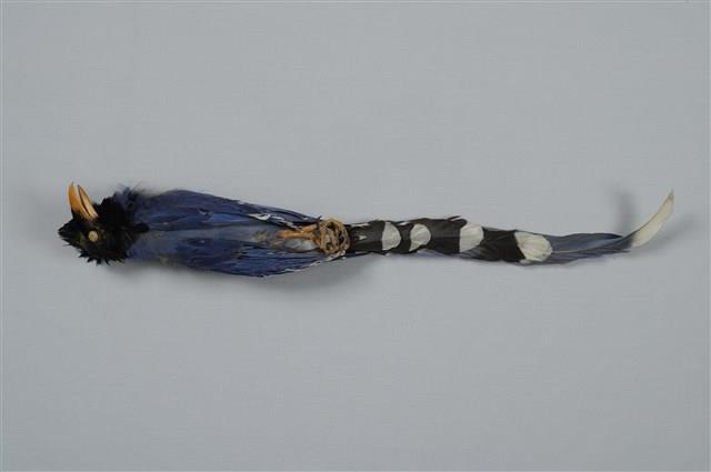 臺灣藍鵲藏品圖，第9張