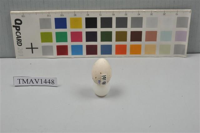 小河原鶸卵藏品圖，第7張