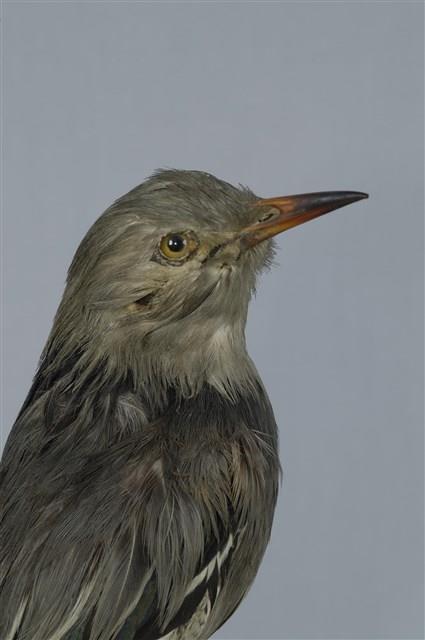 絲光椋鳥藏品圖，第16張