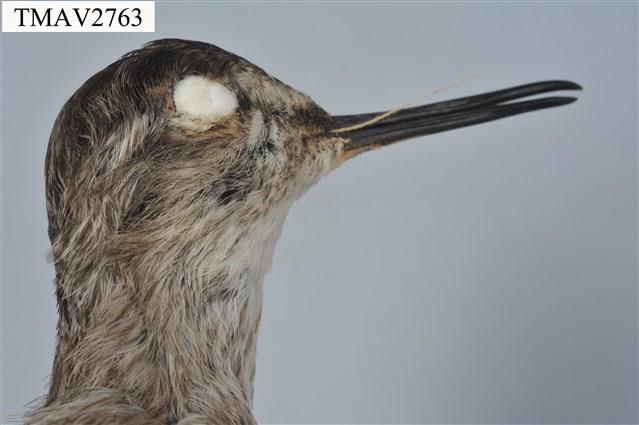 鷹斑鷸藏品圖，第12張