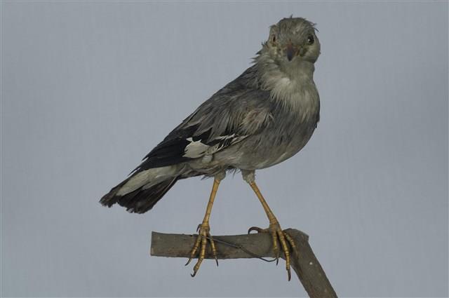 絲光椋鳥藏品圖，第15張