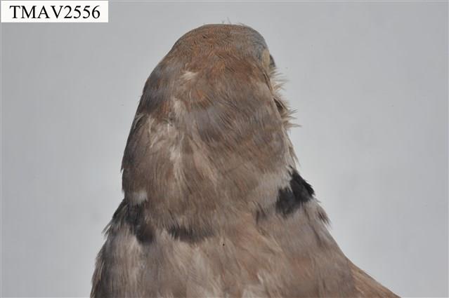 紅鳩藏品圖，第15張