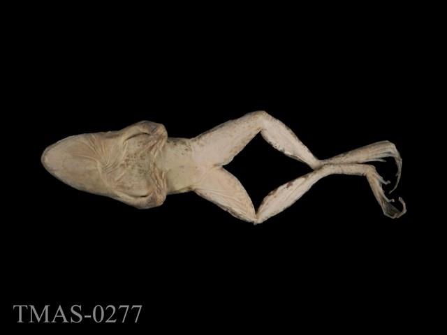 腹斑蛙藏品圖，第6張