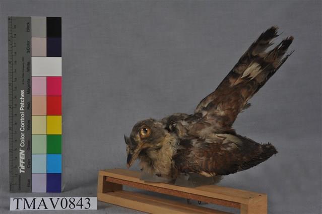 布穀鳥藏品圖，第1張