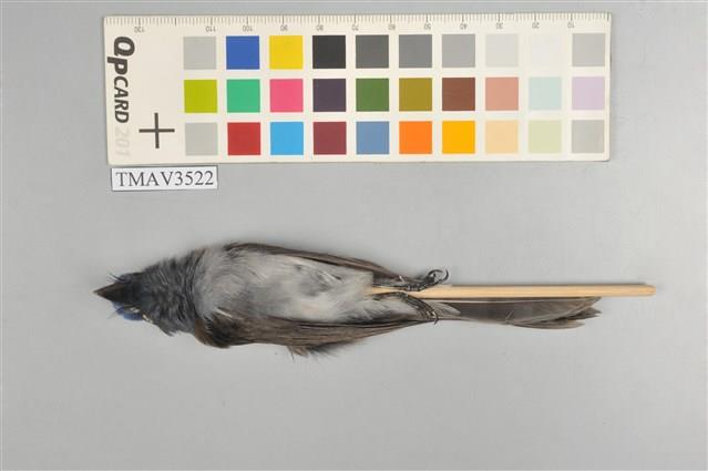 黑枕藍鶲藏品圖，第4張
