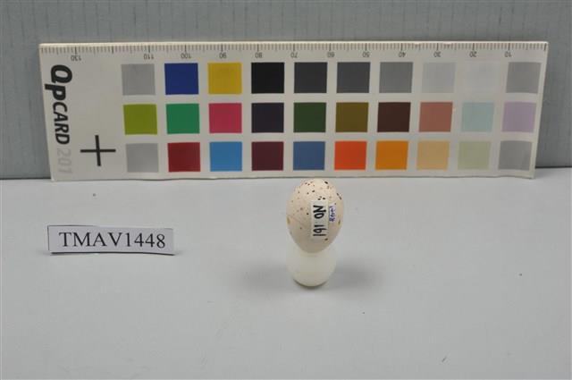 小河原鶸卵藏品圖，第8張
