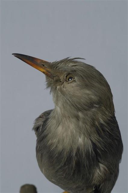 絲光椋鳥藏品圖，第17張