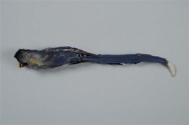 臺灣藍鵲藏品圖，第11張