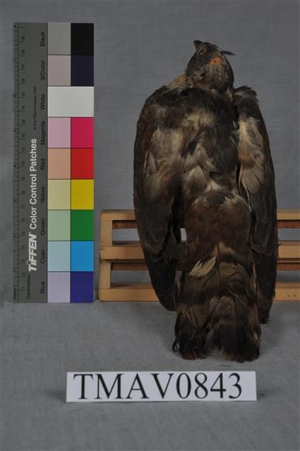 布穀鳥藏品圖，第11張