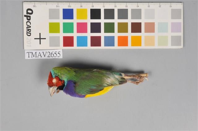 胡錦鳥藏品圖，第1張