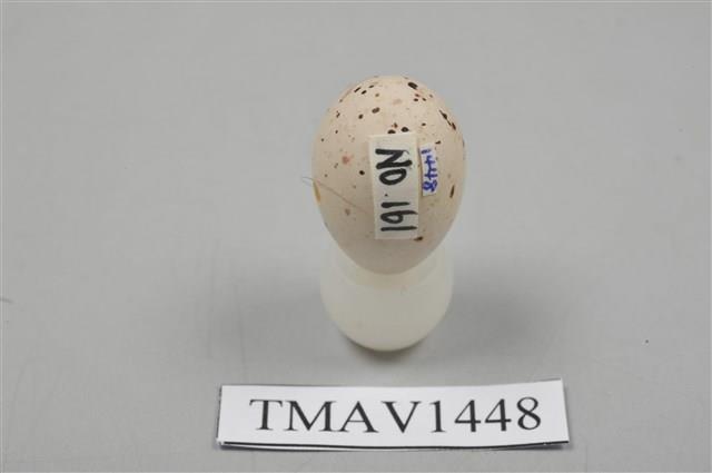 小河原鶸卵藏品圖，第9張