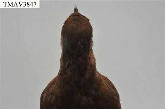 灰腳秧雞藏品圖，第9張