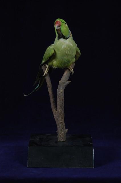 紅額綠鸚鵡藏品圖，第10張
