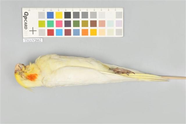 玄鳳鸚鵡藏品圖，第13張