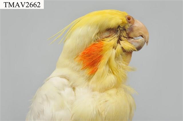 玄鳳鸚鵡藏品圖，第15張