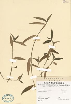 鴨跖草藏品圖，第3張