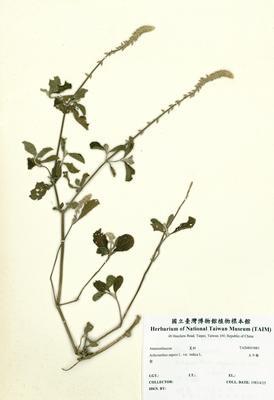 土牛膝藏品圖，第2張