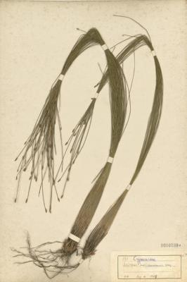 Scirpus morrisonensis Collection Image, Figure 3, Total 3 Figures