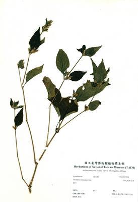 華九頭獅子草藏品圖，第3張