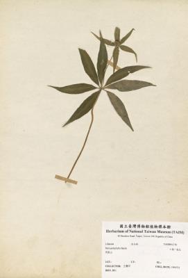 七葉一枝花藏品圖，第2張