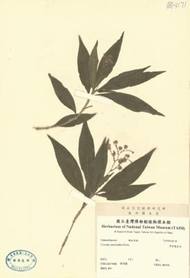 紫背鹿銜草藏品圖，第2張