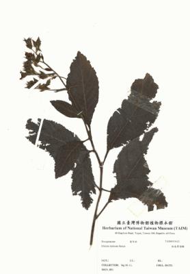 恆春厚殼樹藏品圖，第3張
