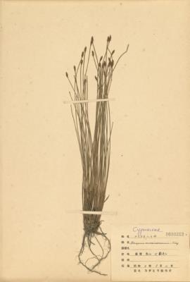 Scirpus morrisonensis Collection Image, Figure 2, Total 2 Figures