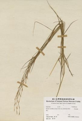 卑南雀麥藏品圖，第3張