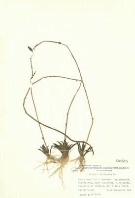 山梗菜屬藏品圖，第2張