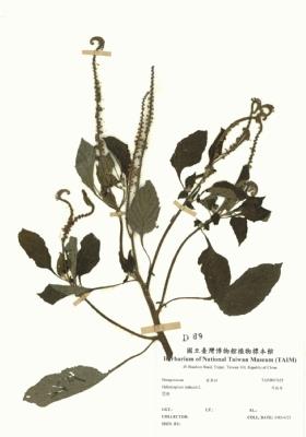 耳鉤草藏品圖，第2張