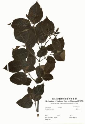 藍靛木藏品圖，第2張