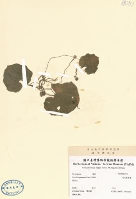 紫花脈葉蘭藏品圖，第2張