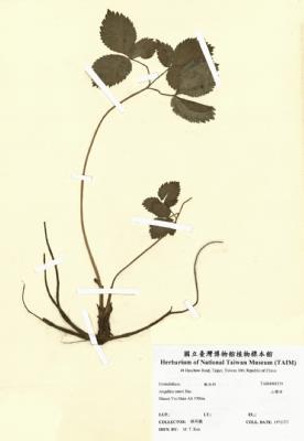 山獨活藏品圖，第2張