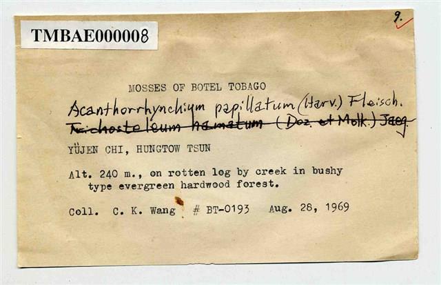 Acanthorrhynchium papillatum Collection Image, Figure 3, Total 10 Figures