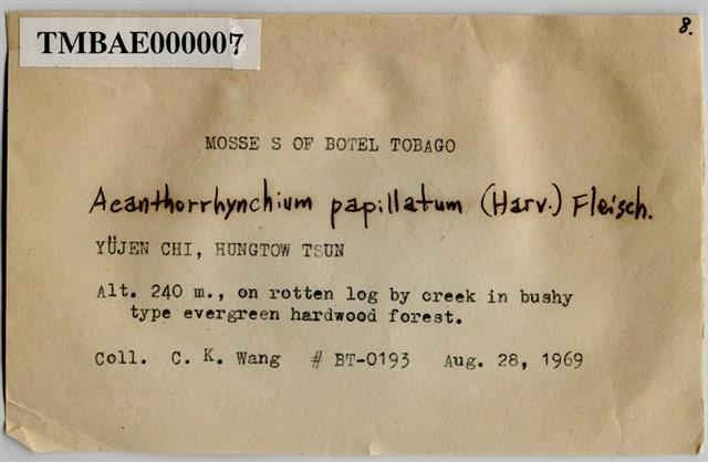 Acanthorrhynchium papillatum (Harv.) Fleisch. Collection Image, Figure 3, Total 8 Figures